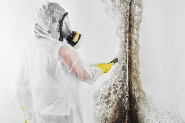 Why You Should Choose Our Mold Remediation Services in South Blooming Grove, NY